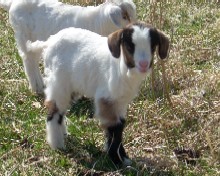 Sampson